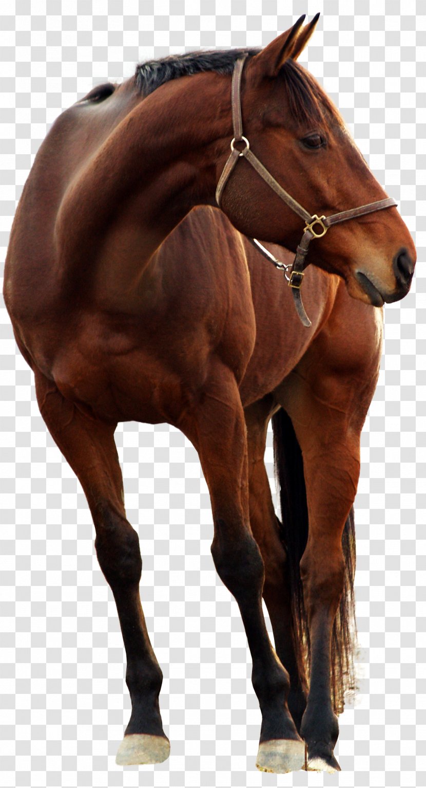 Andalusian Horse DeviantArt Photography Stock - Sorrel Transparent PNG