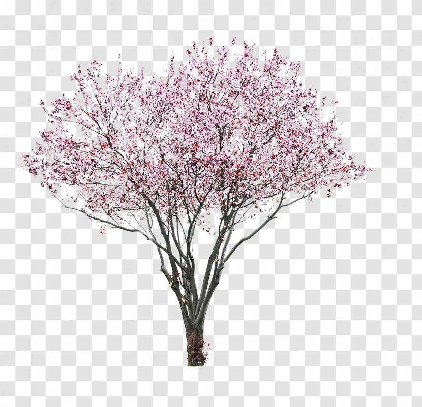 Prunus Serrulata Stock Photography Cherry Blossom - Twig - Watercolor Transparent PNG