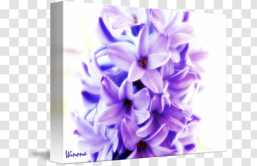 Hyacinth Floral Design Cut Flowers Petal - Flower Transparent PNG