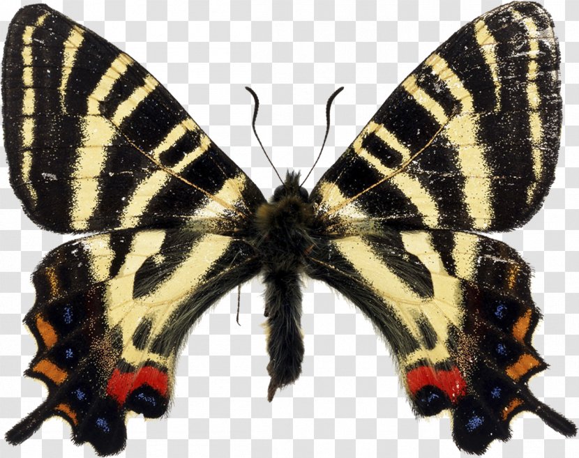 Butterfly Japanese Luehdorfia Mt. Ryumon Western Tiger Swallowtail - Butterflies And Moths Transparent PNG