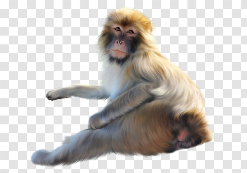 Lion Drawing - Mandrill - Old World Monkey Macaque Transparent PNG