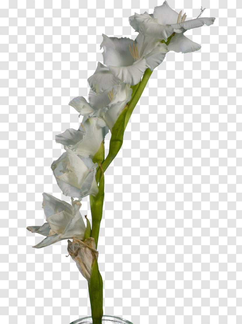 Gladiolus White Cut Flowers Plant Stem - Flora Transparent PNG