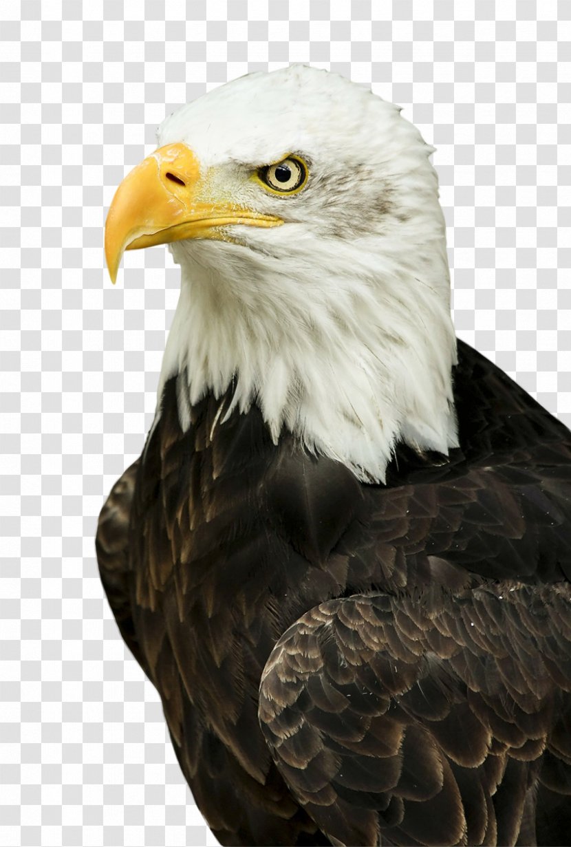 Bald Eagle Bird Of Prey White-tailed - Animal - Fan Transparent PNG