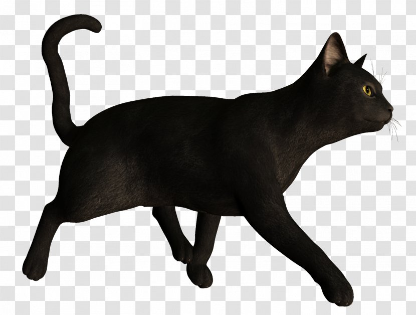 Bombay Cat Korat Havana Brown Black Kitten Transparent PNG