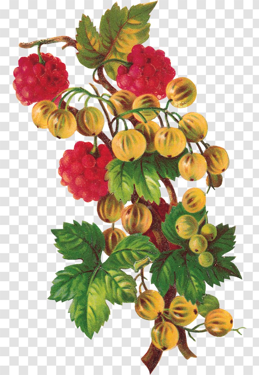 Clip Art Image Computer File Berries - Mulberry Fruit Transparent PNG