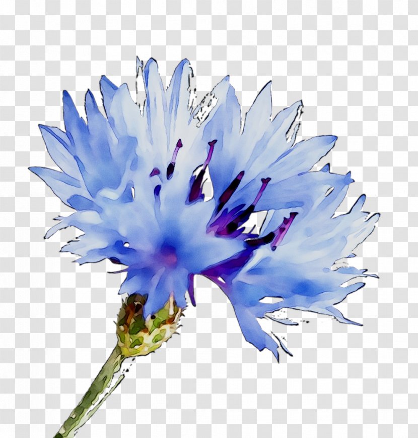 Cornflower Clip Art Wildflower Image Drawing - Flowering Plant - Royaltyfree Transparent PNG