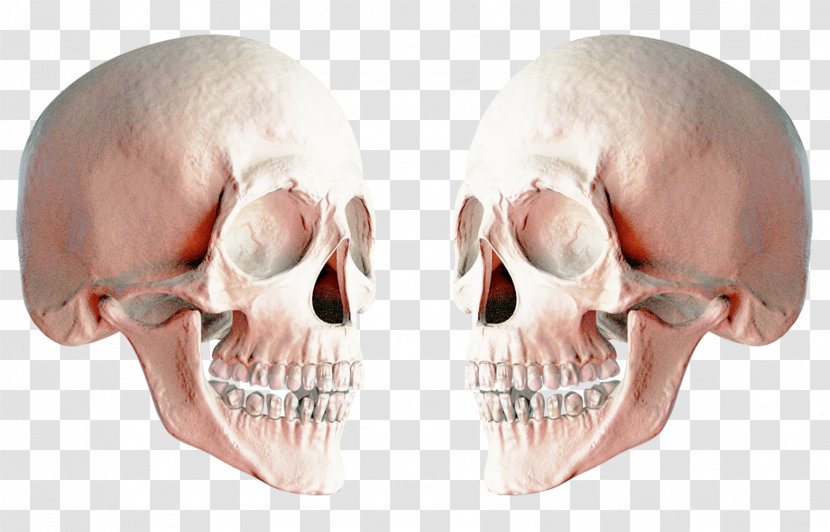 Skull Icon - Bone Transparent PNG