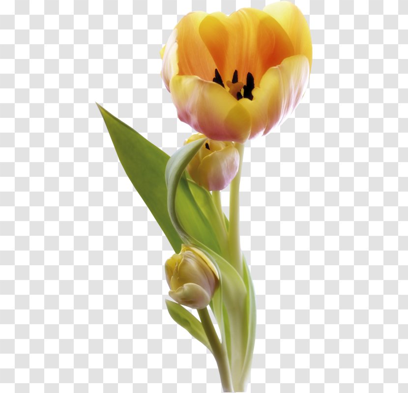 Tulip Cut Flowers Petal Transparent PNG