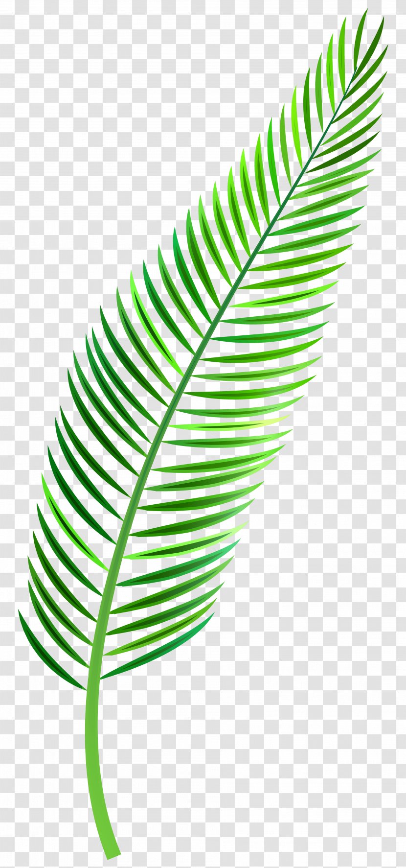 Palm Branch Palm-leaf Manuscript Clip Art - Plant - Leaves Transparent PNG