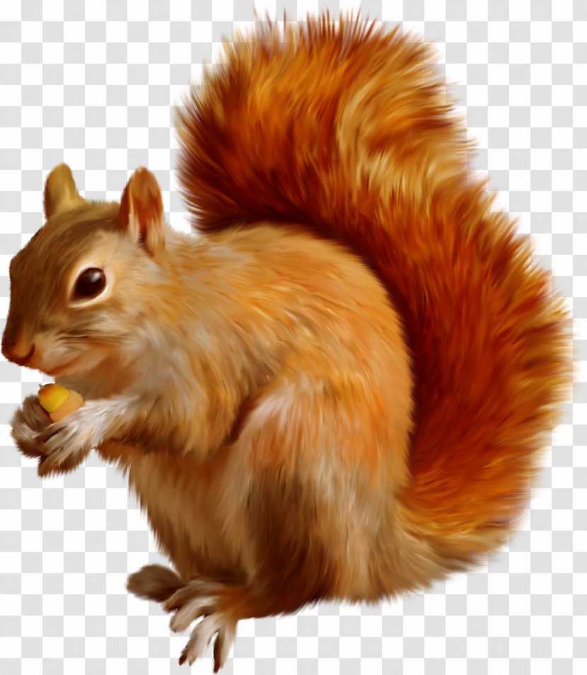 Tree Squirrel Dog Mexican Gray - Rodent Transparent PNG