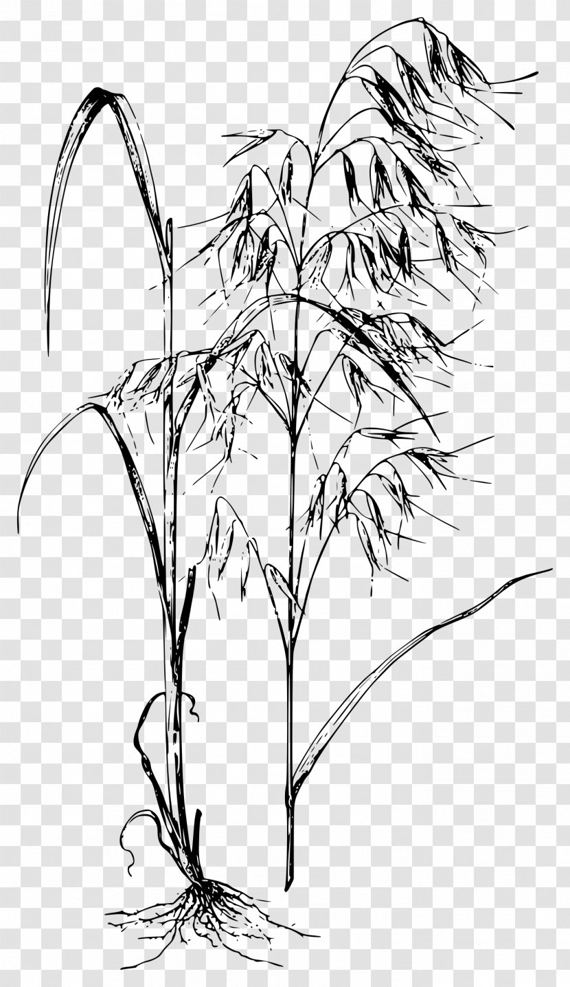 Oat Avena Fatua Barbata Embryophyta Clip Art - Grass - Oats Transparent PNG