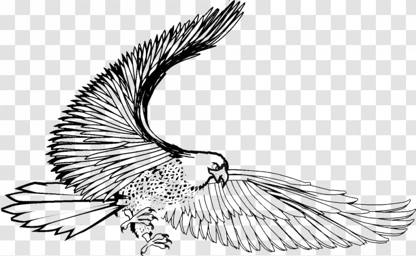 Bird Eagle Black And White Hawk - Fly Transparent PNG