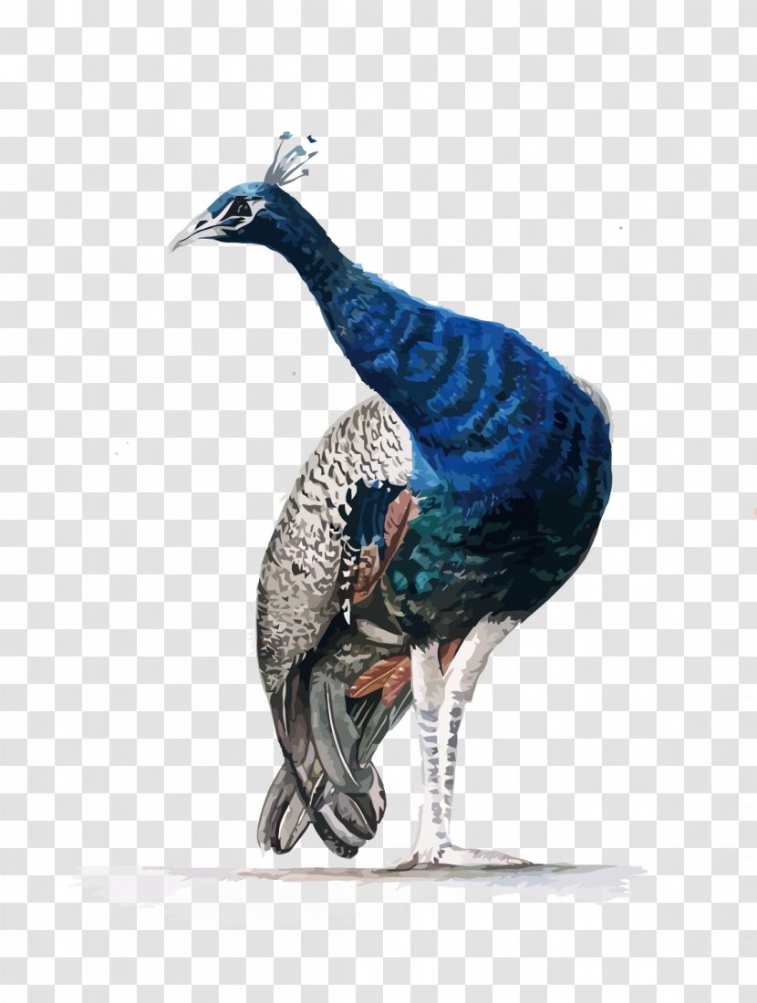 Watercolor Painting Asiatic Peafowl - Vector Peacock Transparent PNG