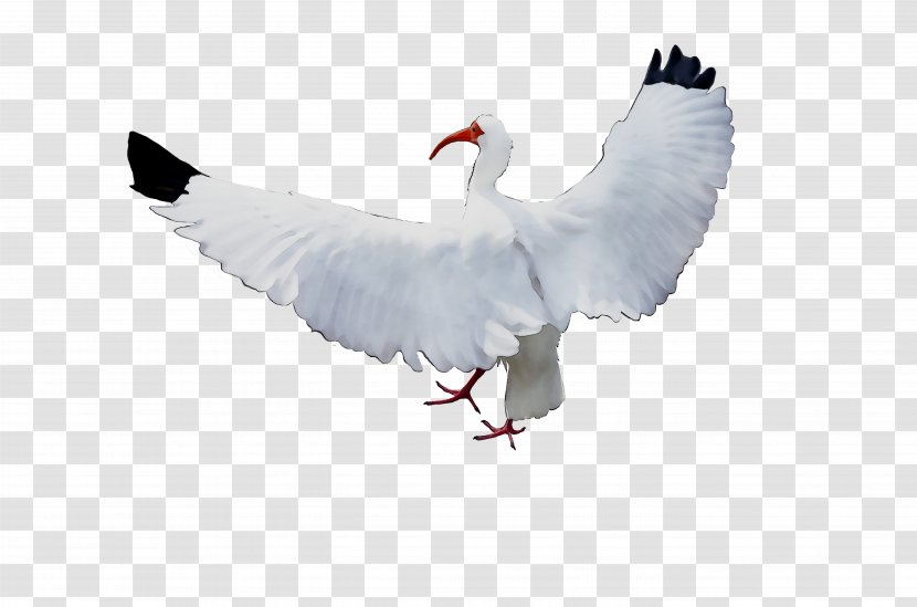 Swans Goose White Stork Duck Water Bird Transparent PNG