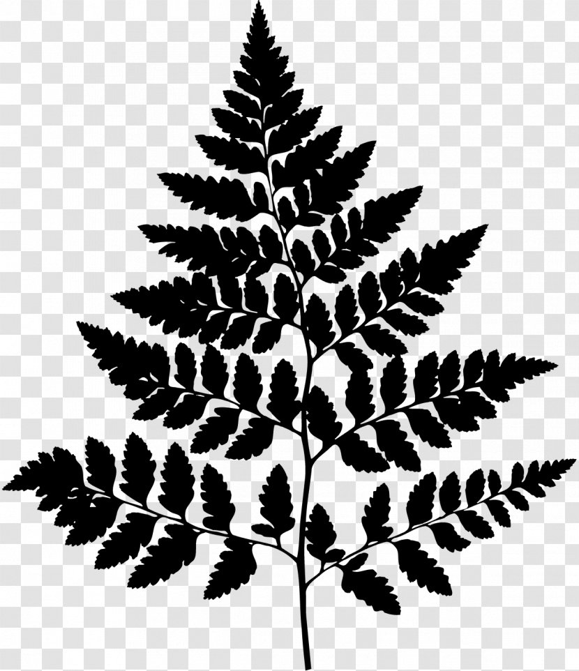 Trentham Estate Trentham, Staffordshire Pine Silhouette Leaf - Woody Plant - Botany Transparent PNG