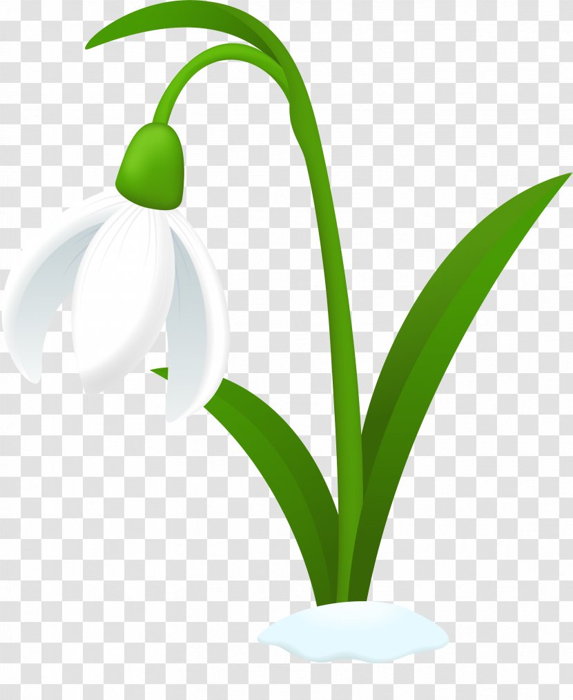 Snowdrop Australian Cuisine Clip Art - Home Page Transparent PNG