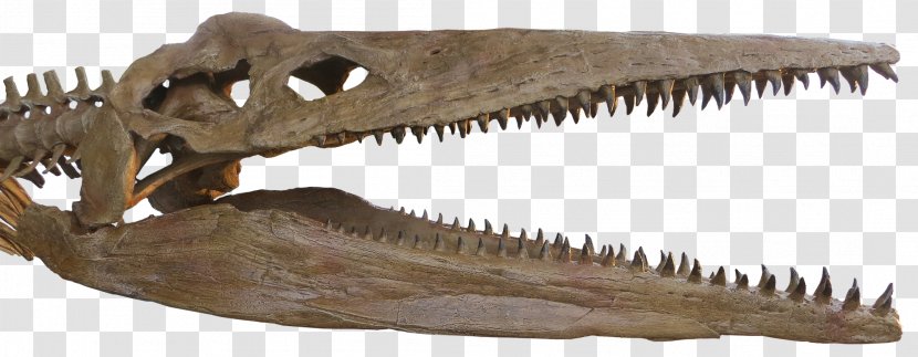 Reptile Pliosauroidea Pliosaurus Plesiosauroidea Skull - Centimeter - Tyrannosaurus Transparent PNG