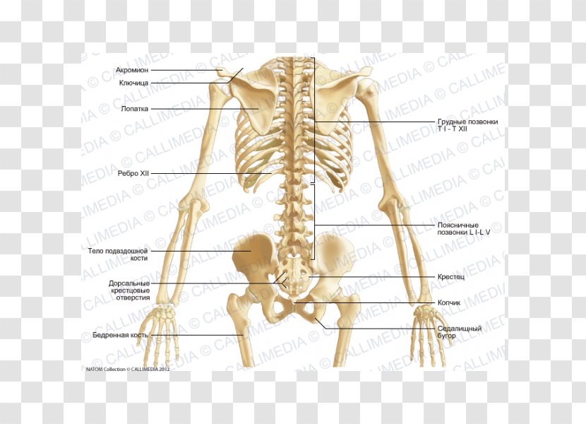 Pelvis Bone Skeleton Abdomen Anatomy - Tree Transparent PNG
