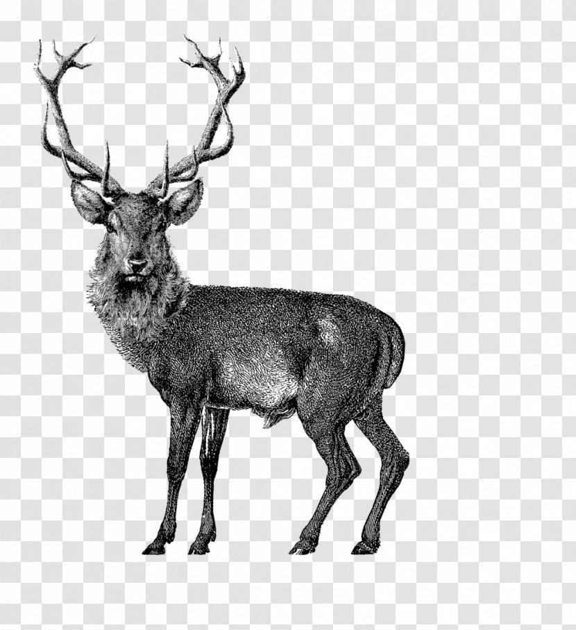 Red Deer Vector Graphics Drawing Reindeer - Fauna Transparent PNG