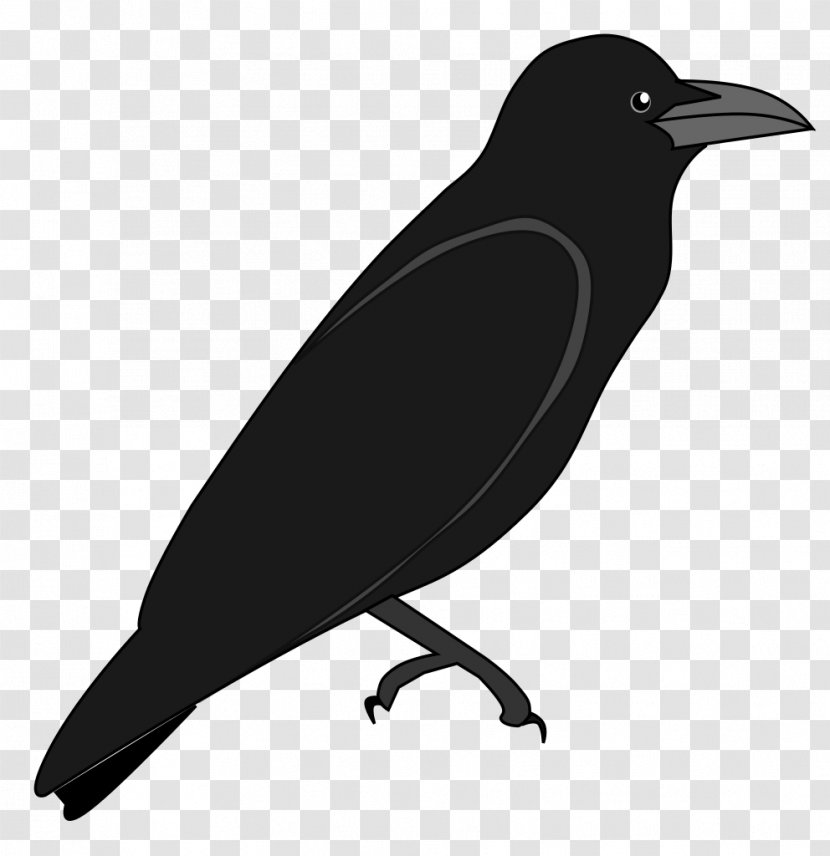 American Crow New Caledonian Wikimedia Commons Foundation - Rook - The Transparent PNG