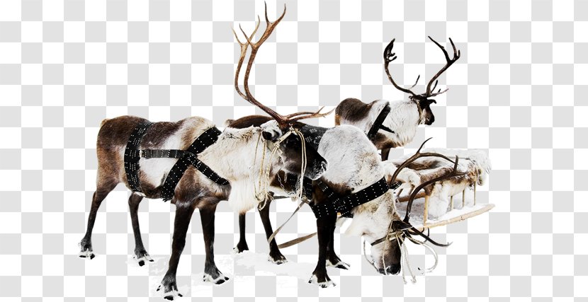 Reindeer Santa Claus Christmas Decoration Ornament - Stock Photography Transparent PNG