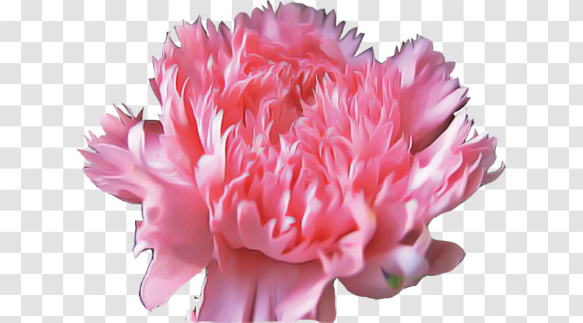 Flower Pink Petal Cut Flowers Plant Transparent PNG