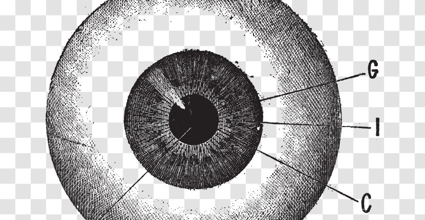 Human Eye Drawing Iris - Cartoon Transparent PNG