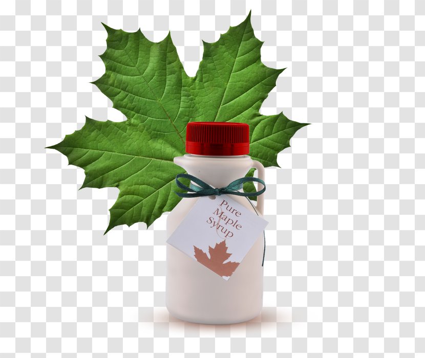 Maple Leaf Cream Cookies Syrup Clip Art - Holly - Ceramic Sugar Container Transparent PNG