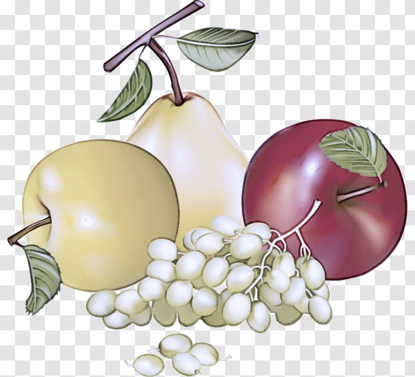 Fruit Plant Leaf Food Tree - Grape Transparent PNG