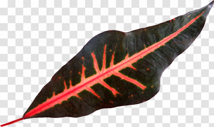 Leaf Color Flower Clip Art - Green Transparent PNG