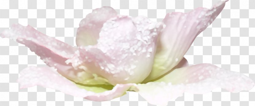 Cut Flowers Petal Lilium Plant - Massage - Flower Transparent PNG