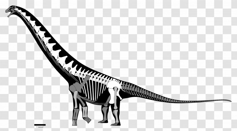 Velociraptor Futalognkosaurus Late Cretaceous Coniacian Turonian - Black And White - Dinosaur Transparent PNG