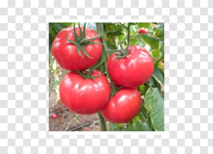 Seed Tomato Tohum (Kod: 15) Fruit Price - Rozetka Transparent PNG