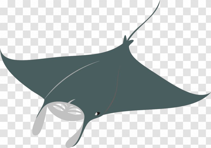 Shark Giant Oceanic Manta Ray Fish Whiptail Stingray - Black And White - Fitness Logo Transparent PNG
