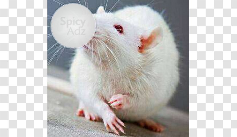Gerbil Brown Rat Laboratory Mouse Albinism - Muridae - Pet Transparent PNG