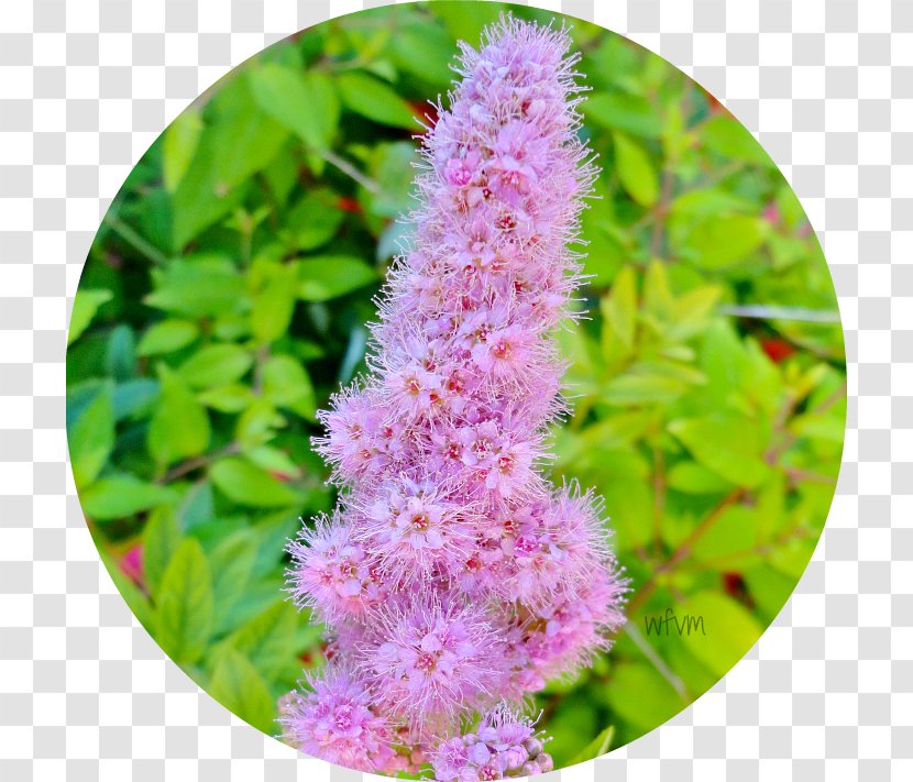 Amaranthaceae Hyssopus Flower Shrub - Amaranth Family Transparent PNG