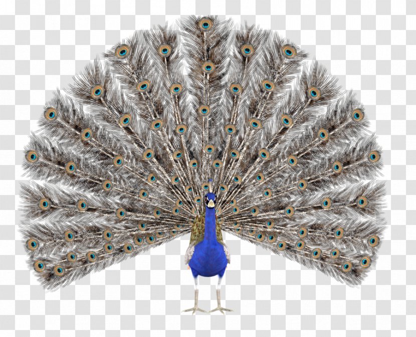 Peafowl Royalty-free Drawing Illustration - Royaltyfree - Peacock Transparent PNG