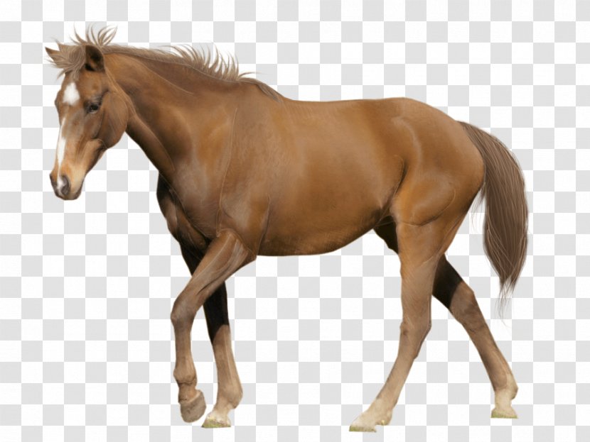 Tennessee Walking Horse Appaloosa American Miniature Clydesdale Foal - Letter - Image Transparent PNG