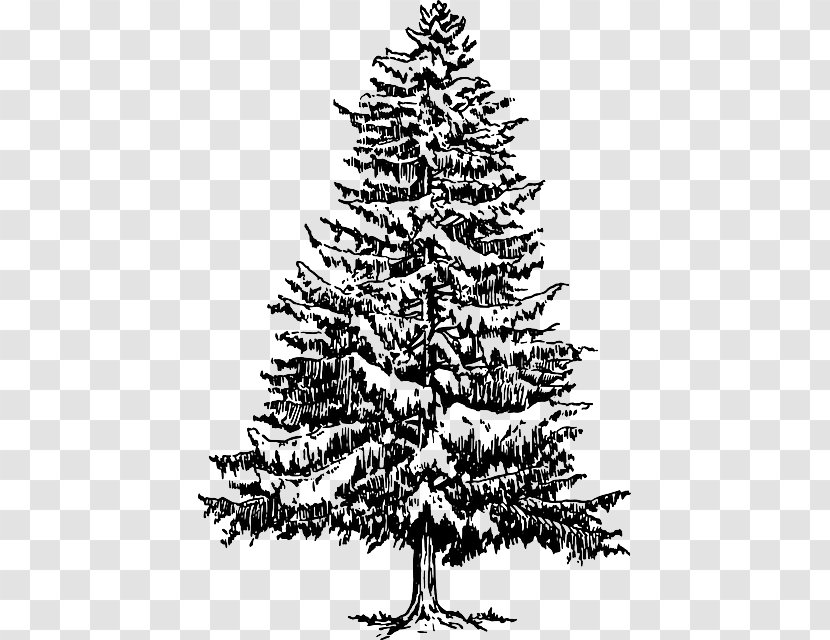 Drawing Tree Fir Hemlocks - Pine Family - Nadelbaum Transparent PNG