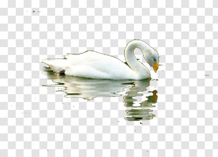 Duck Domestic Goose Cygnini - Water Transparent PNG