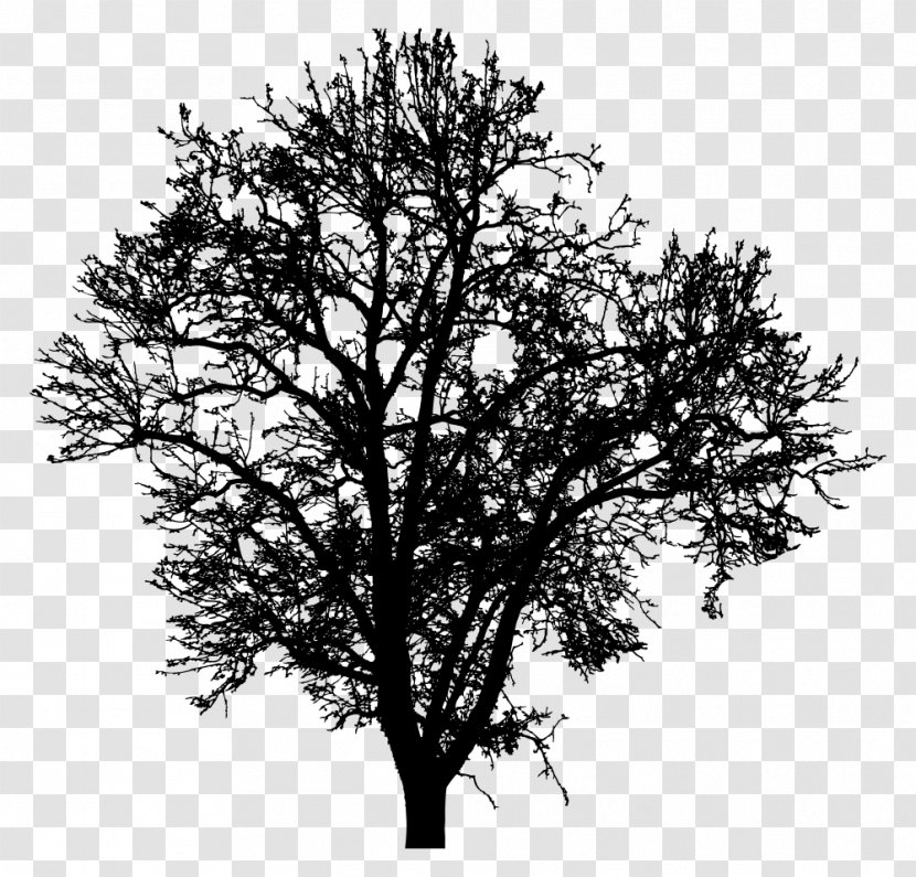 Twig Silhouette Tree Photography Drawing - Leaf Transparent PNG