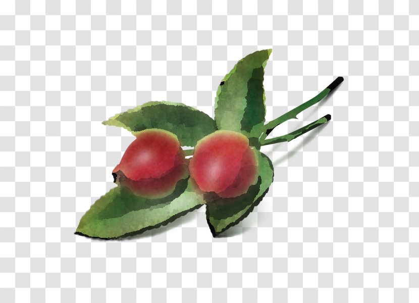 Holly - Fruit - Rose Hip Transparent PNG