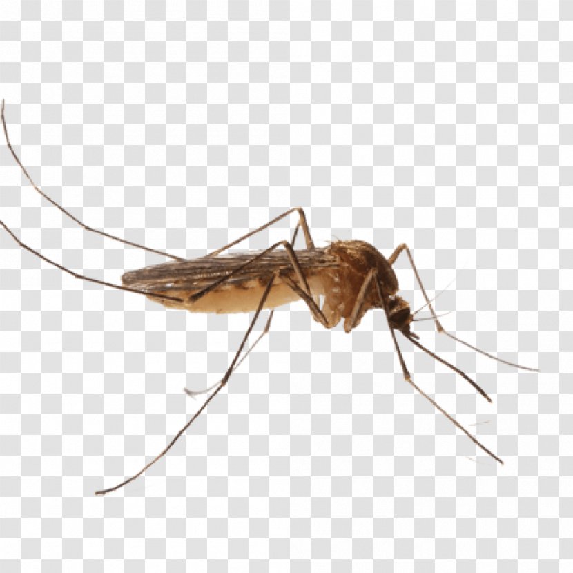 Mosquito Control Pest Nematocera - Cricket Transparent PNG