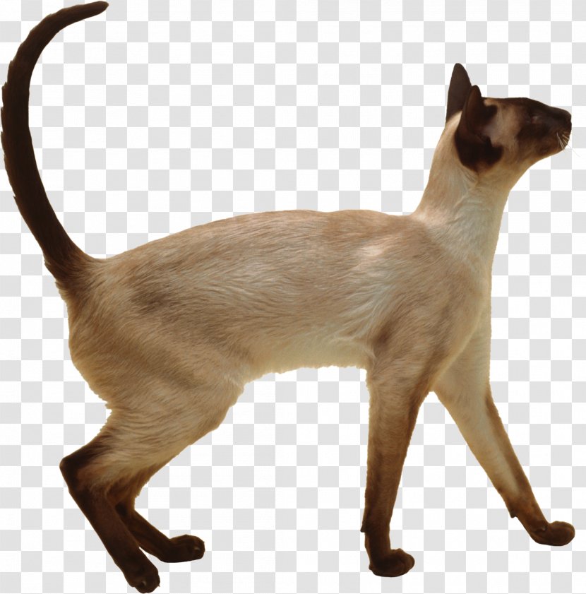 Siamese Cat Oriental Shorthair Thai Balinese British - Asian - Line Drawing Floral Patterns Transparent PNG