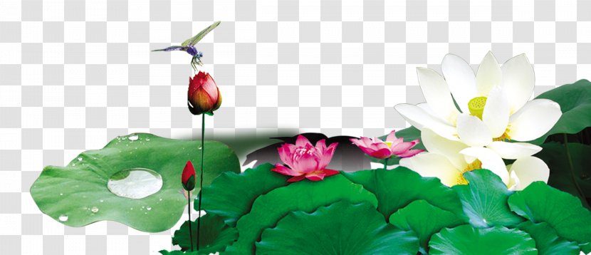 China Xiazhi Nelumbo Nucifera - Insect - Lotus Green Leaf Transparent PNG