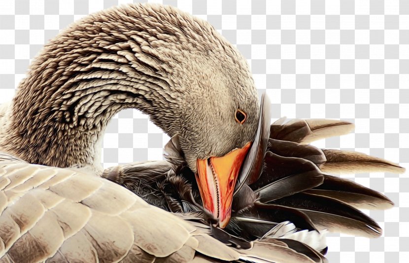 Duck Cartoon - Seaduck - Hunting Decoy Transparent PNG