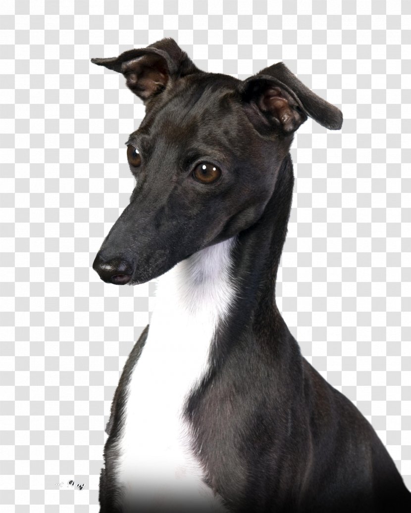 Italian Greyhound Whippet Spanish Sloughi - Sugar Transparent PNG