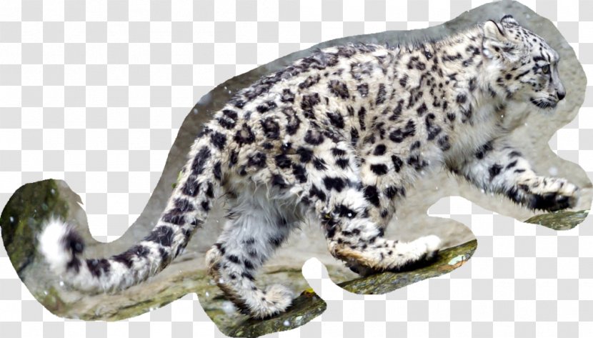 Desktop Wallpaper Snow Leopard 1080p - Big Cats - Skin Design Transparent PNG