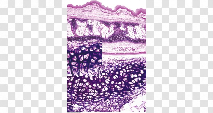 Epiglottis Histology Font - Text - Purple Transparent PNG