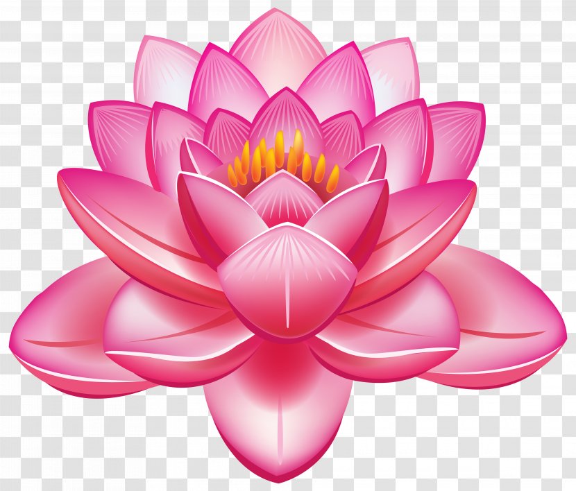 Nelumbo Nucifera Flower Egyptian Lotus Clip Art - Lakshmi Transparent PNG